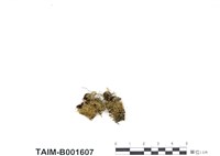 藏品(灰苔科)的圖片